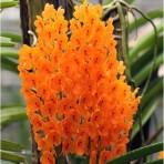 Ascocentrum miniatum-Flowering Size